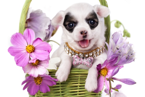 Screenshot №1 pro téma Chihuahua In Flowers 480x320