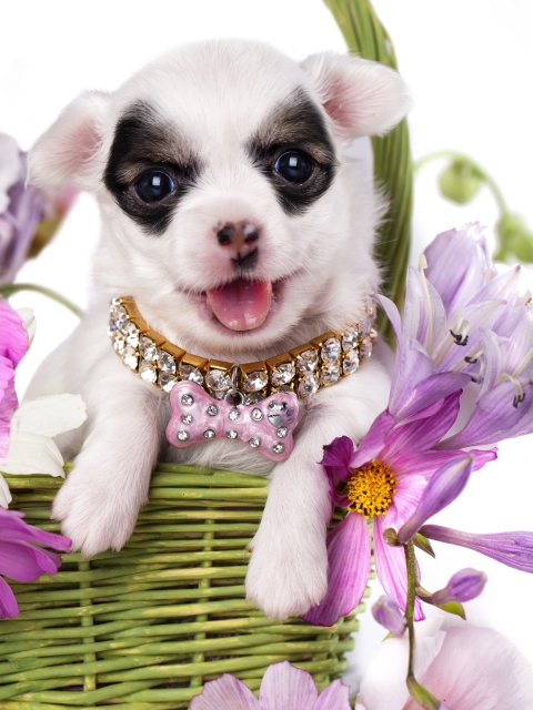 Screenshot №1 pro téma Chihuahua In Flowers 480x640