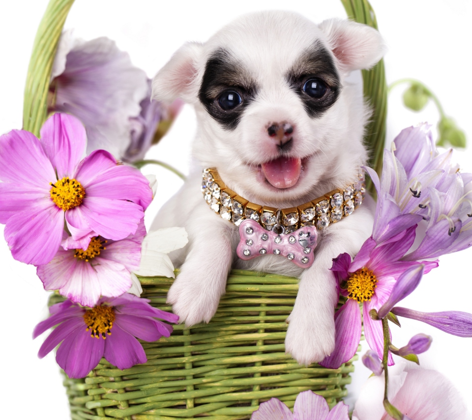 Screenshot №1 pro téma Chihuahua In Flowers 960x854
