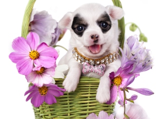 Chihuahua In Flowers Wallpaper for Android, iPhone and iPad