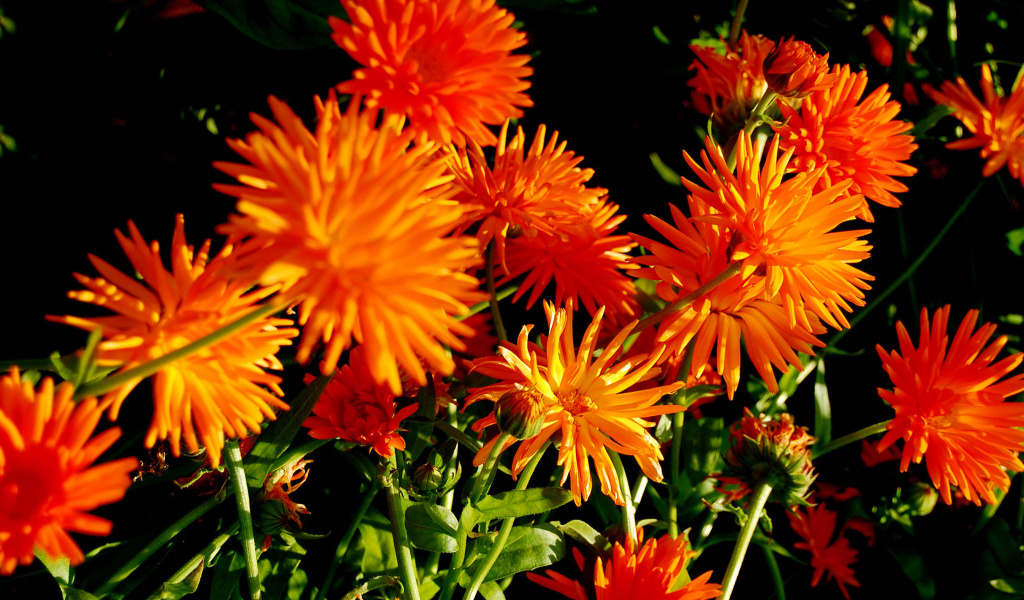 Обои Orange Chrysanthemum 1024x600