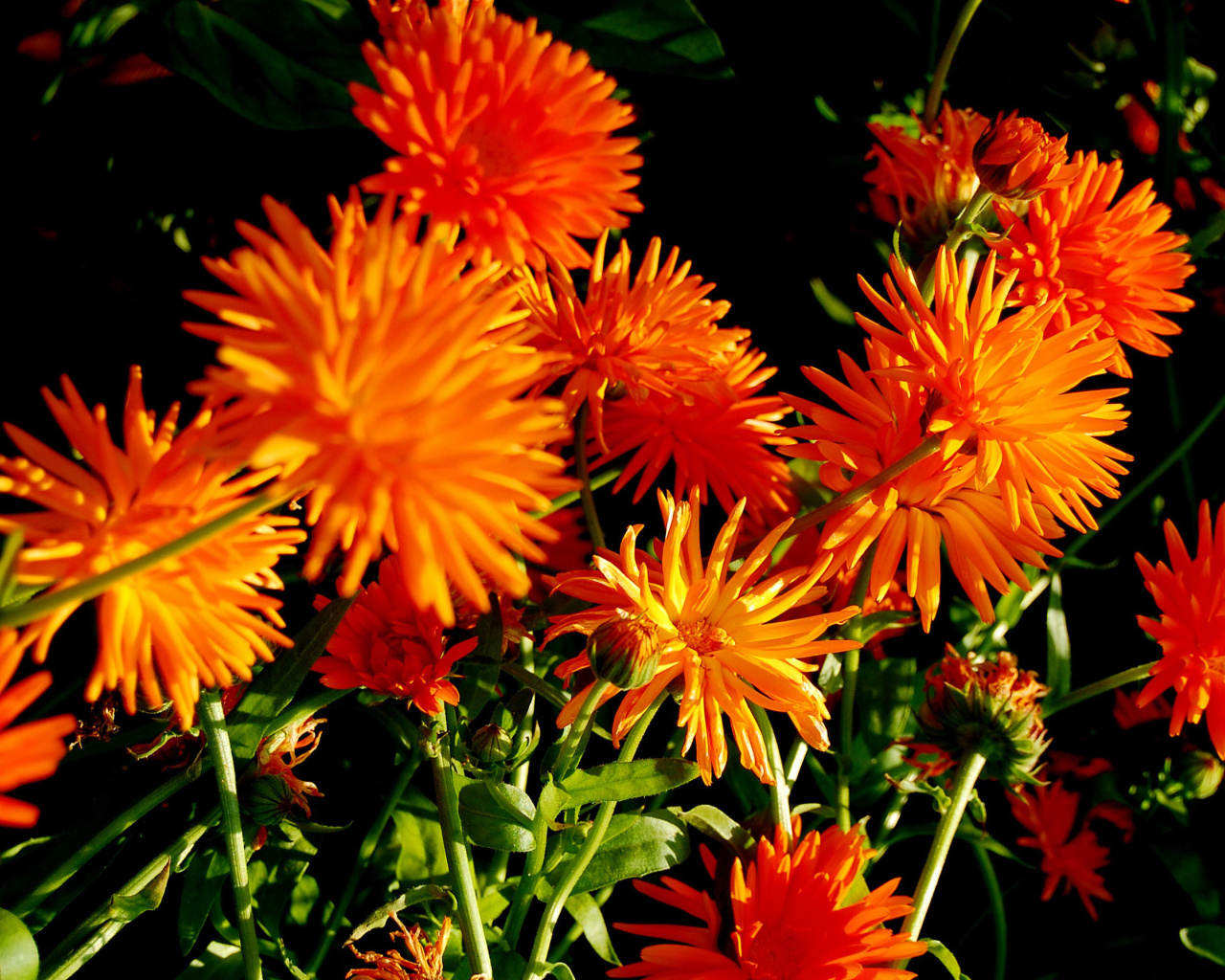 Sfondi Orange Chrysanthemum 1280x1024
