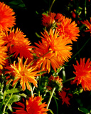 Orange Chrysanthemum screenshot #1 128x160