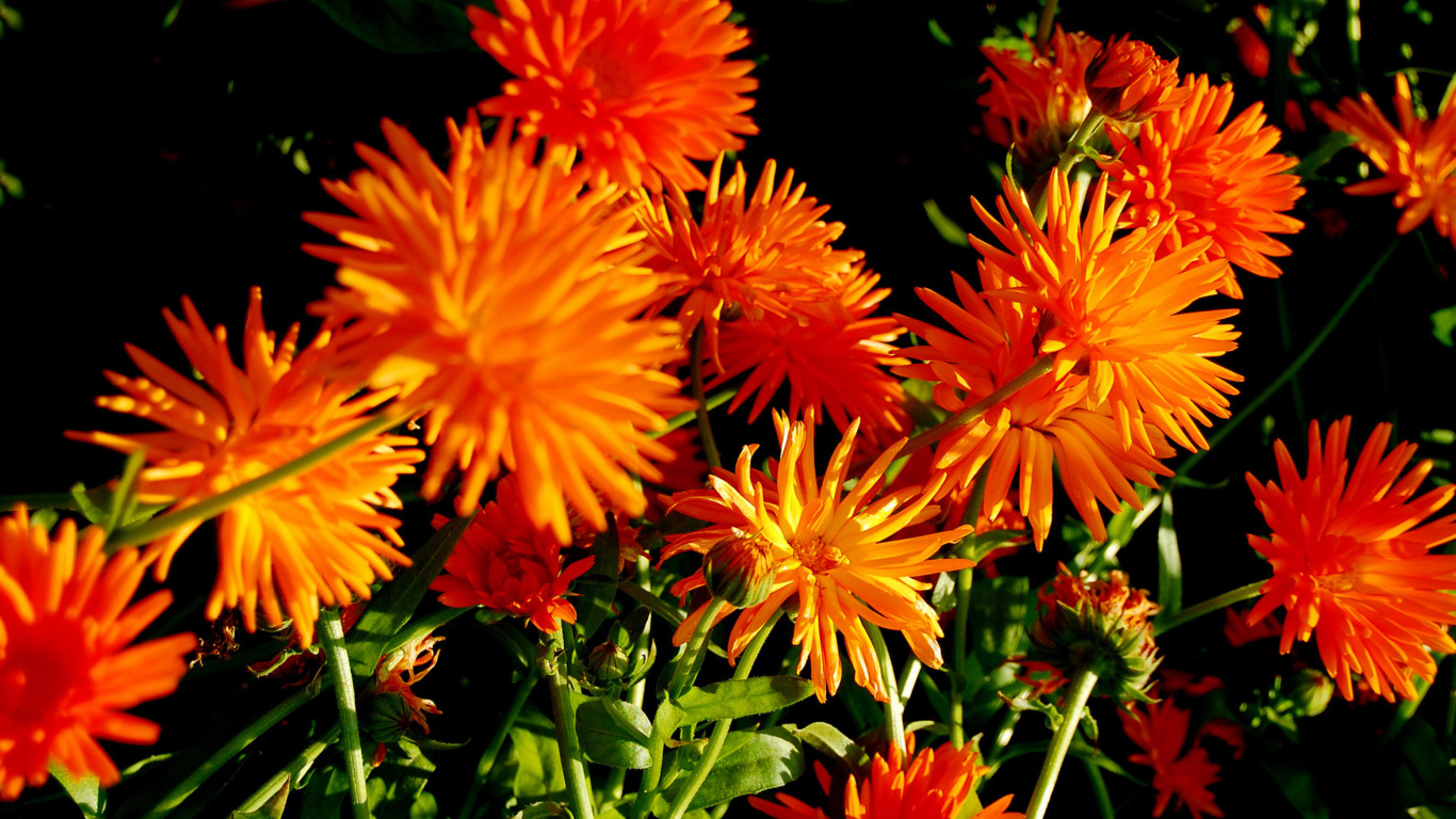 Orange Chrysanthemum screenshot #1 1366x768