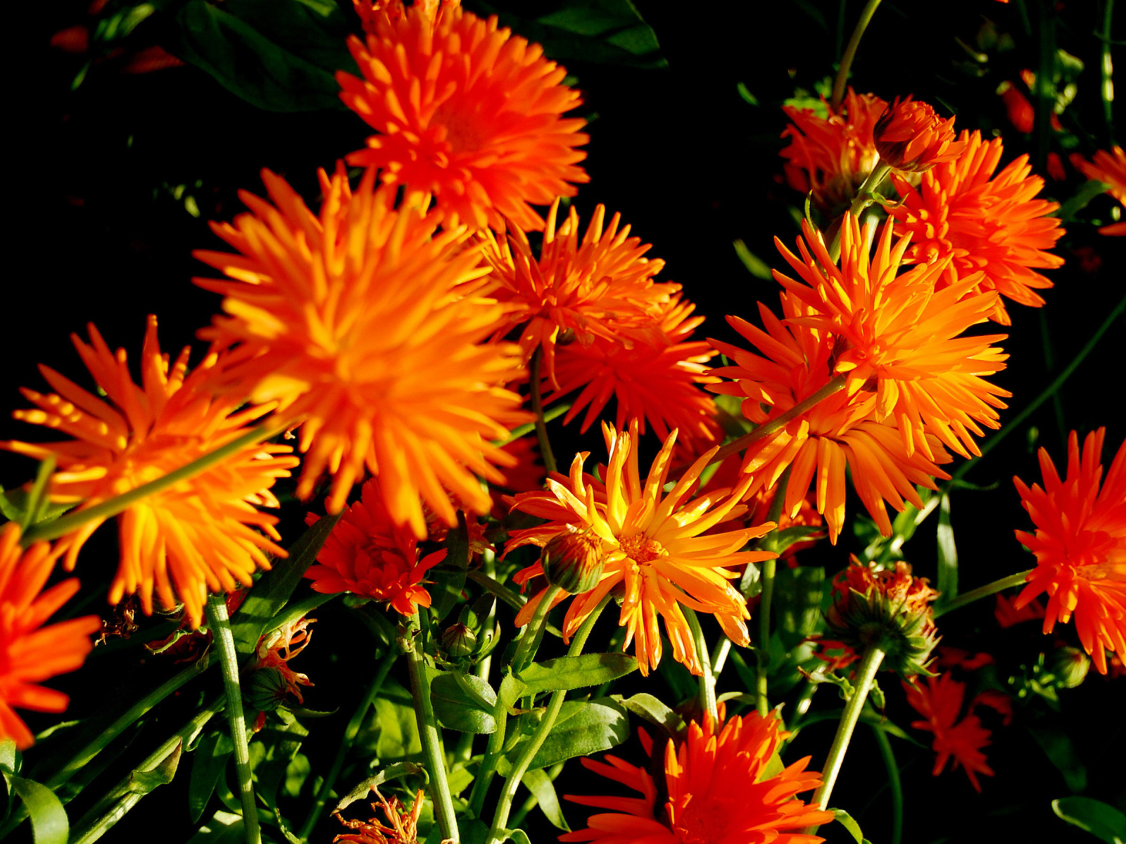 Das Orange Chrysanthemum Wallpaper 1600x1200