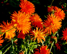 Orange Chrysanthemum wallpaper 220x176