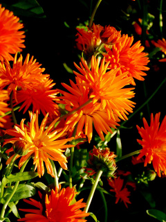 Orange Chrysanthemum wallpaper 240x320