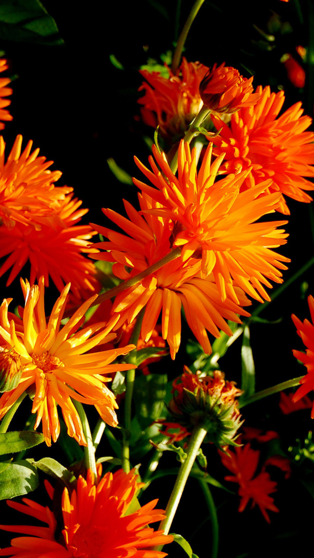 Fondo de pantalla Orange Chrysanthemum 640x1136