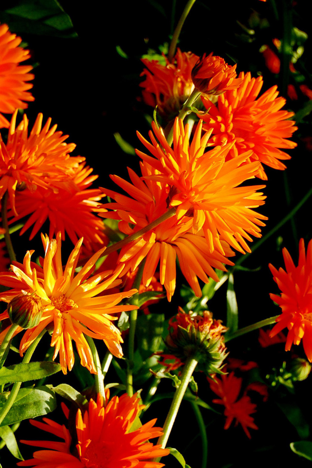 Обои Orange Chrysanthemum 640x960