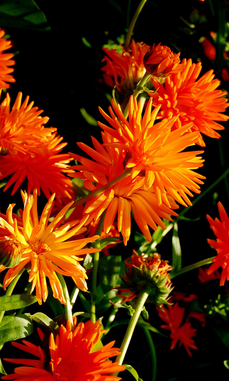 Orange Chrysanthemum wallpaper 768x1280