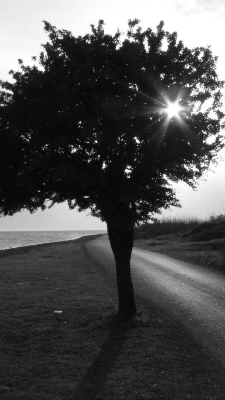 Lonely Tree wallpaper 750x1334