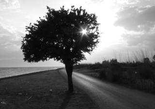 Lonely Tree - Obrázkek zdarma 