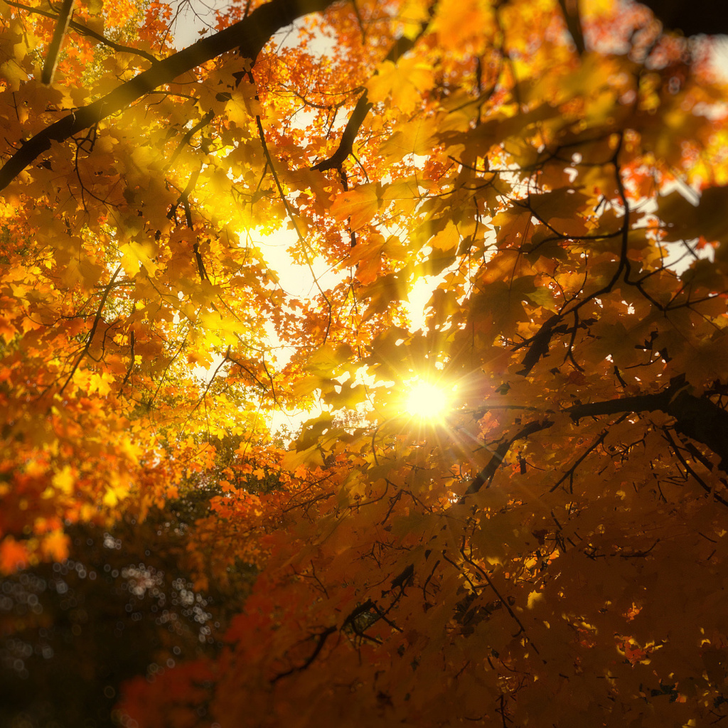 Autumn Sunlight and Trees wallpaper 1024x1024