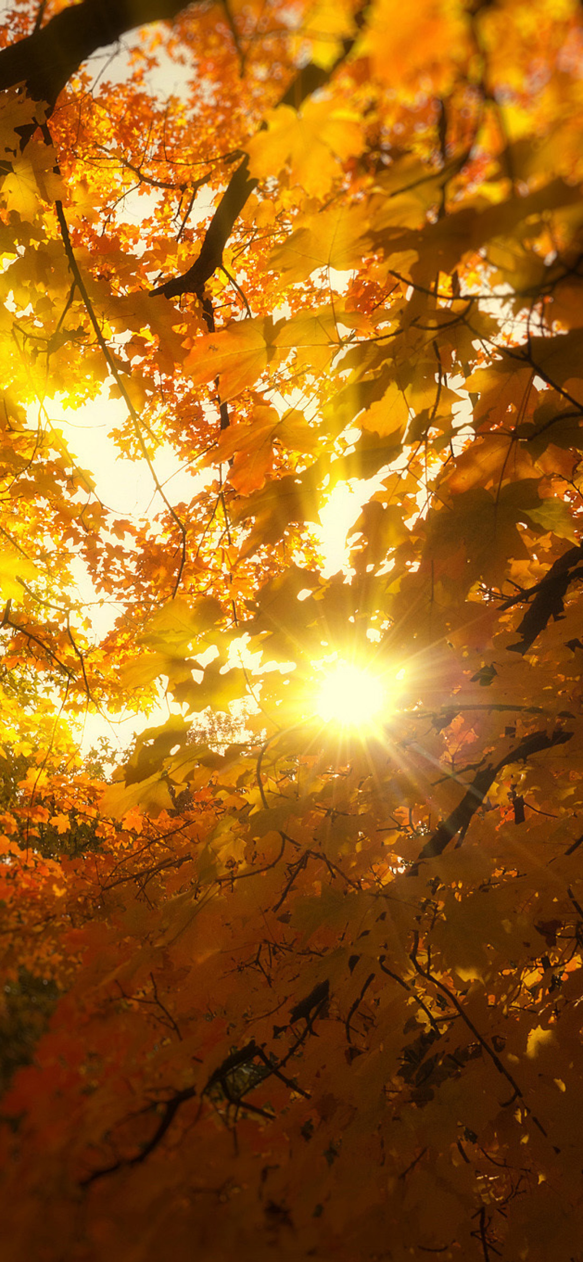Autumn Sunlight and Trees wallpaper 1170x2532
