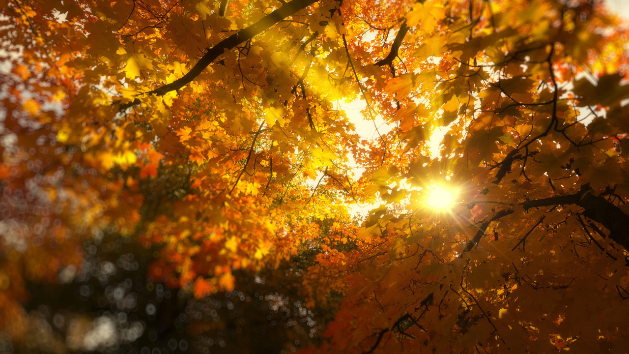 Обои Autumn Sunlight and Trees 1280x720