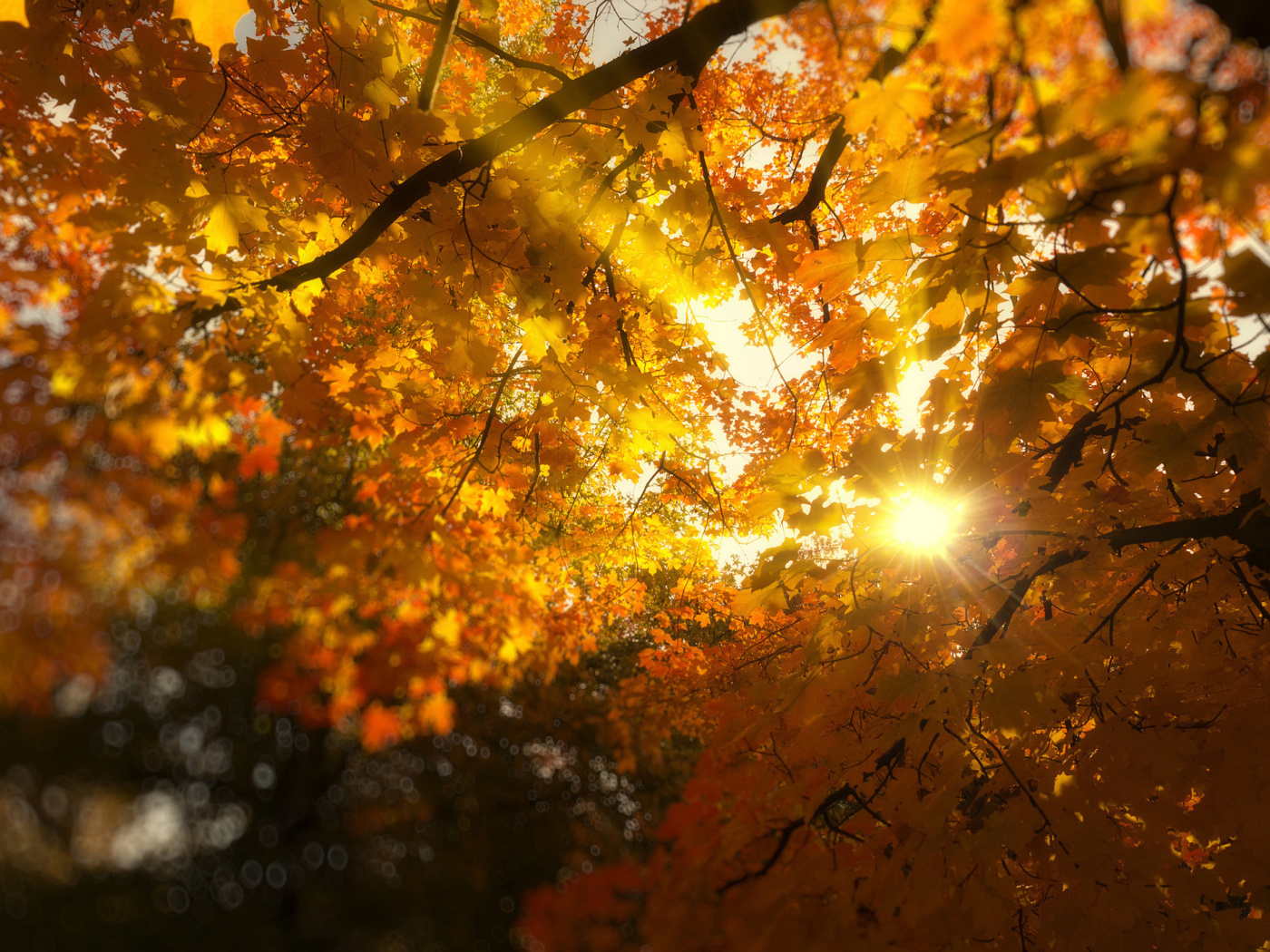 Das Autumn Sunlight and Trees Wallpaper 1400x1050