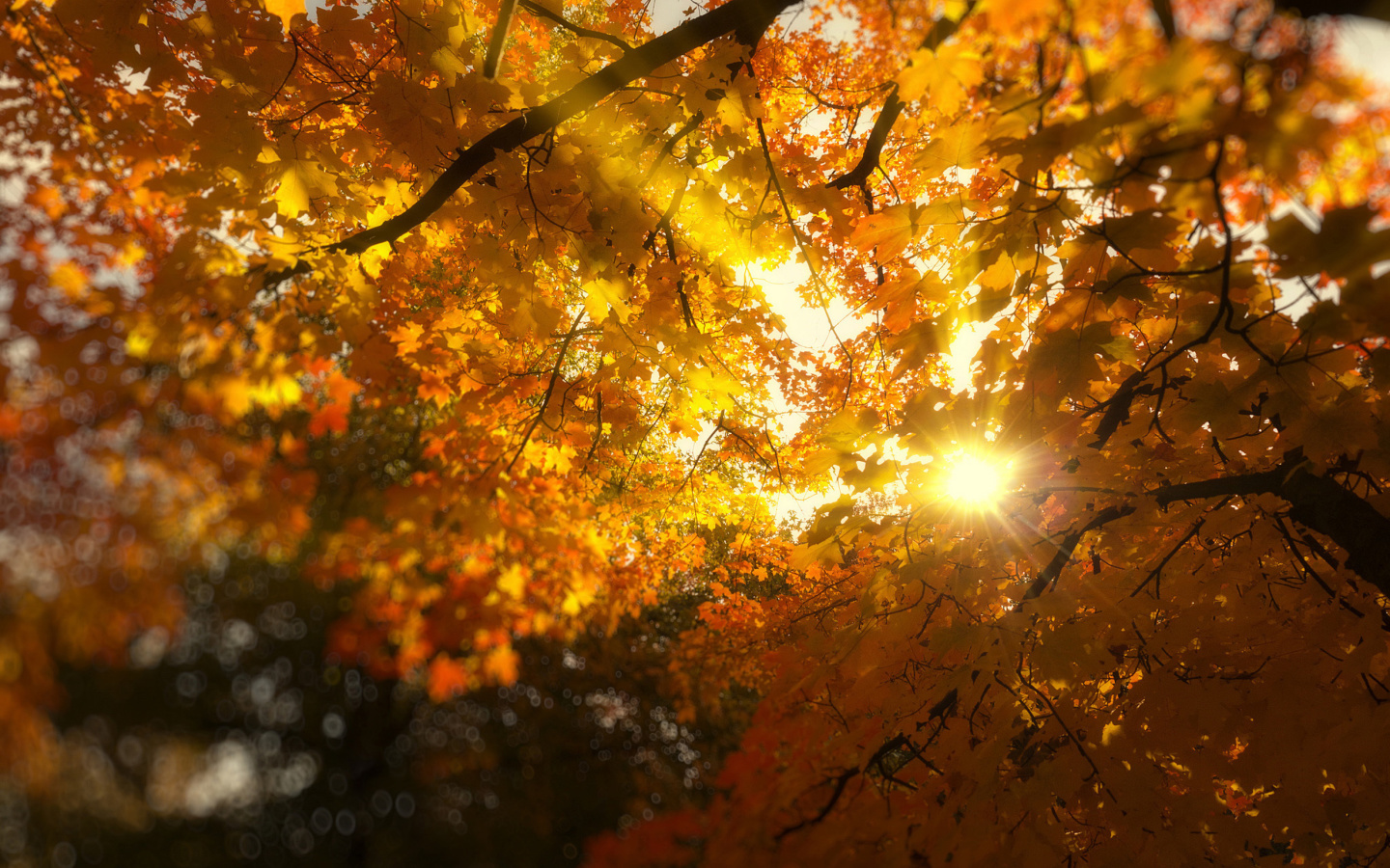 Autumn Sunlight and Trees wallpaper 1440x900