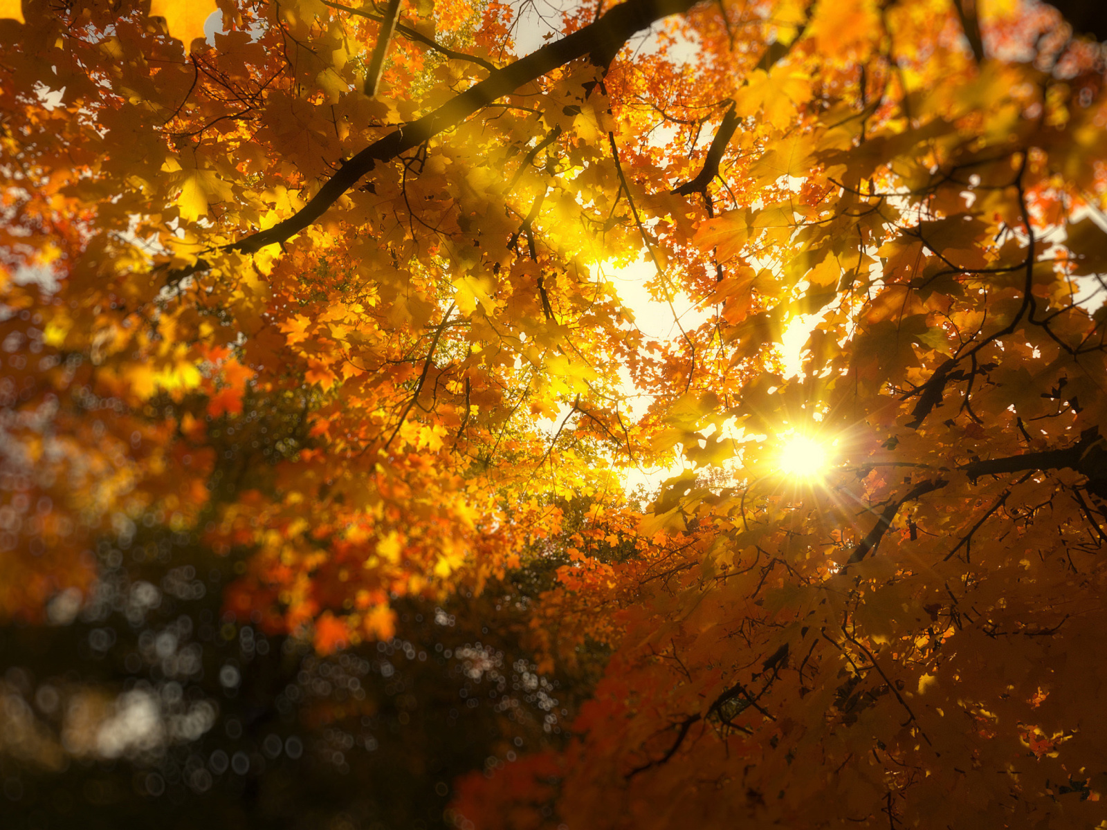 Autumn Sunlight and Trees wallpaper 1600x1200