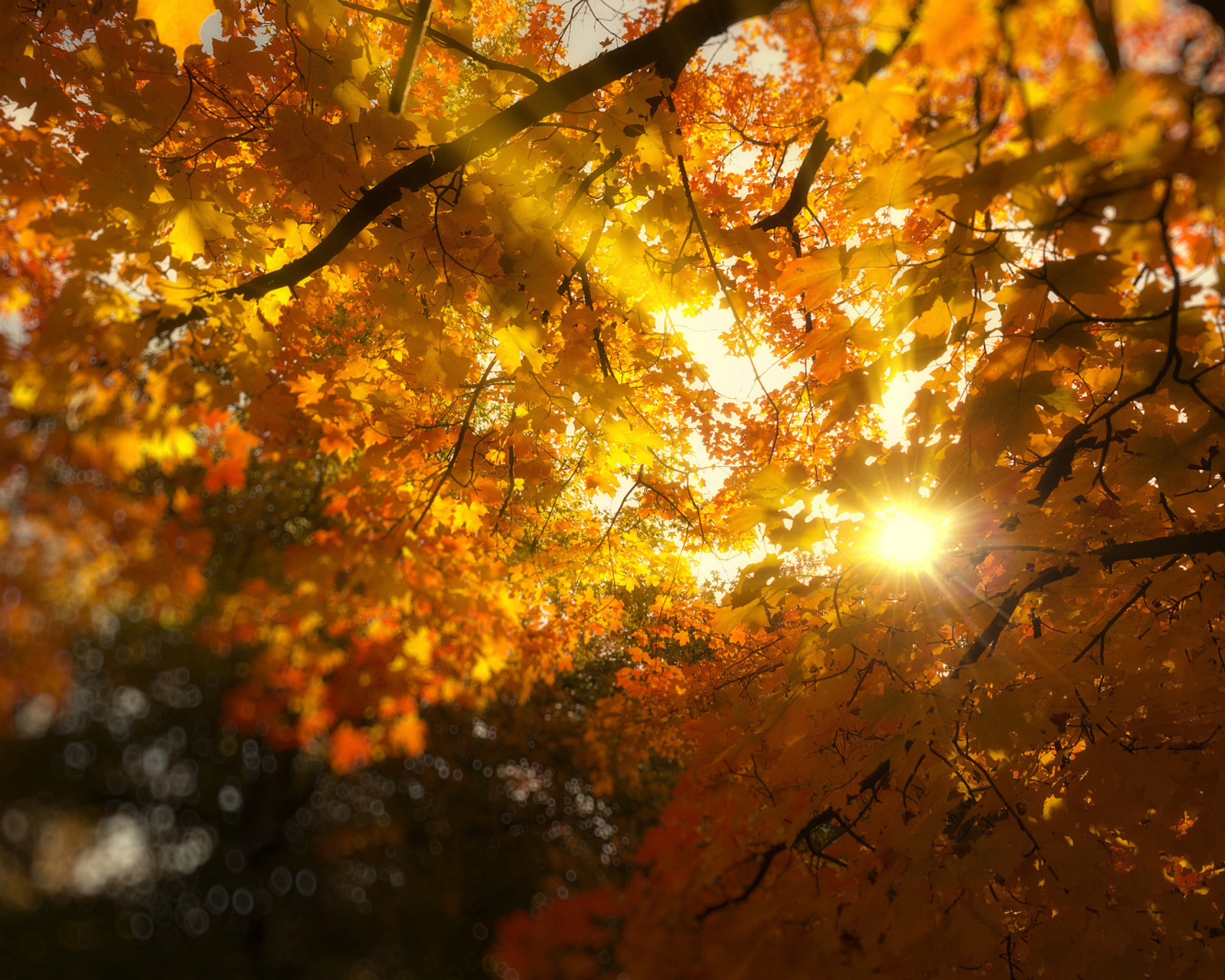 Обои Autumn Sunlight and Trees 1600x1280