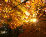 Fondo de pantalla Autumn Sunlight and Trees 176x144