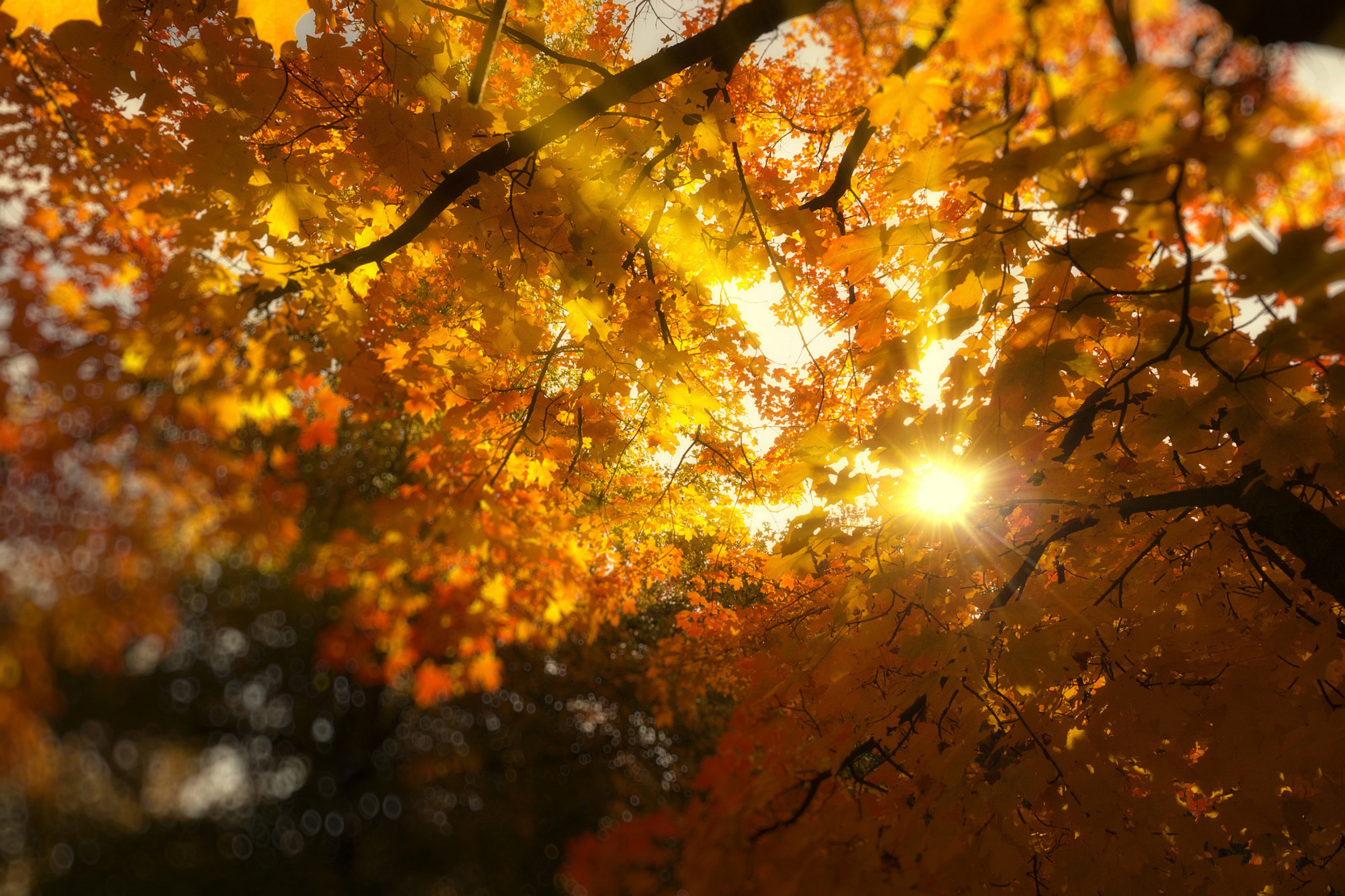 Autumn Sunlight and Trees wallpaper 2880x1920