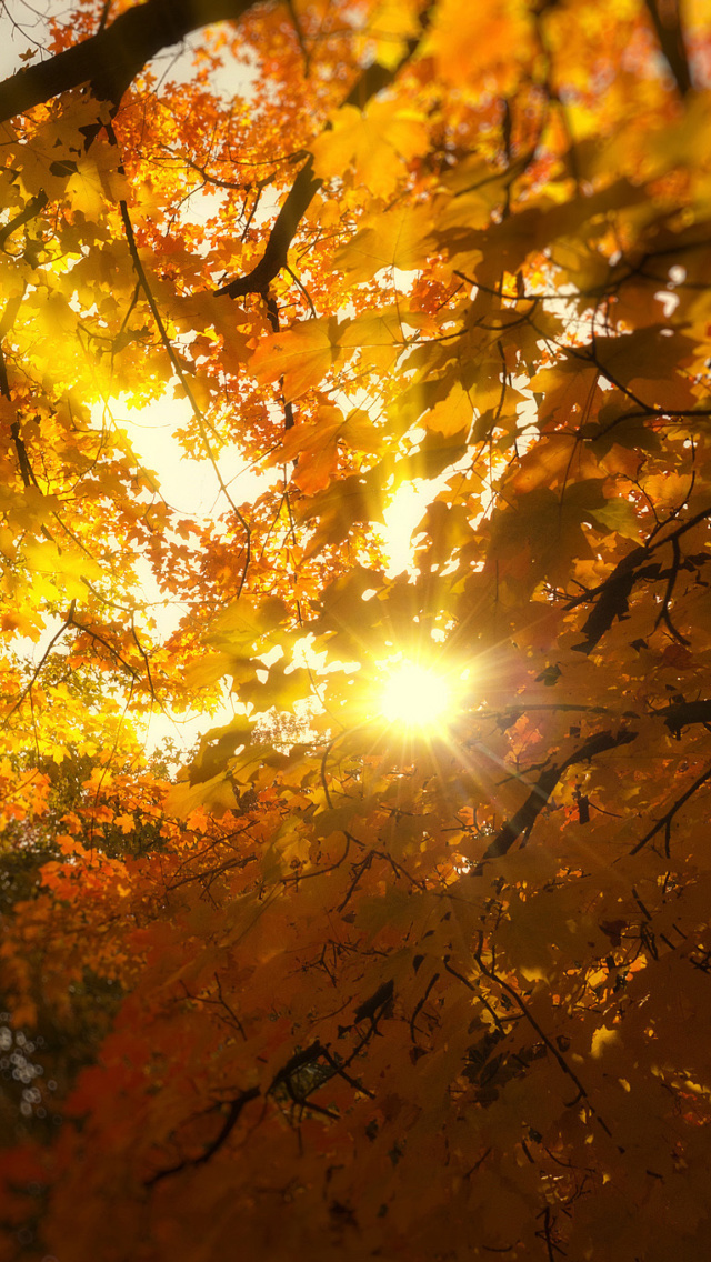 Fondo de pantalla Autumn Sunlight and Trees 640x1136