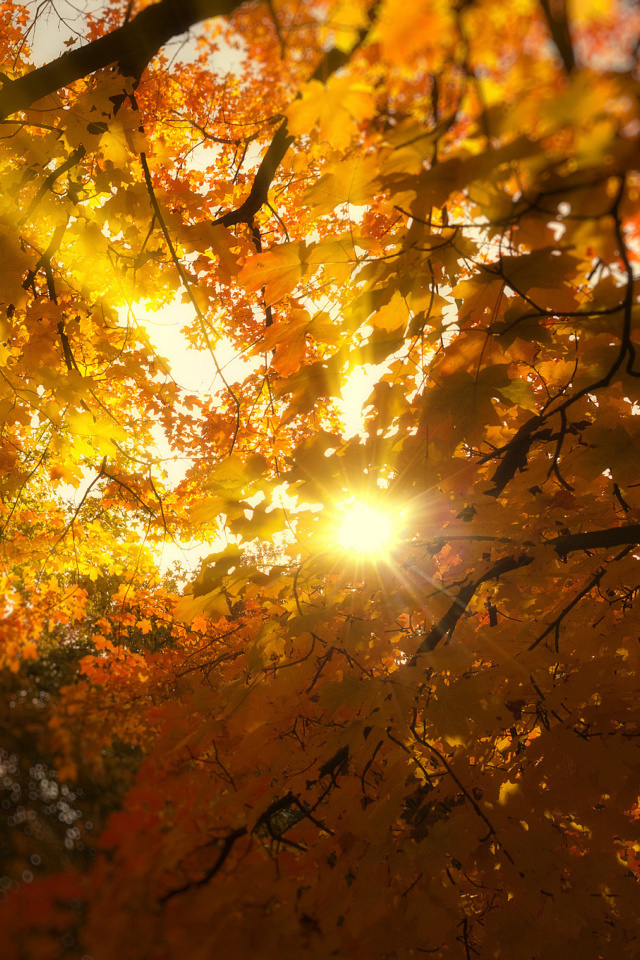 Обои Autumn Sunlight and Trees 640x960