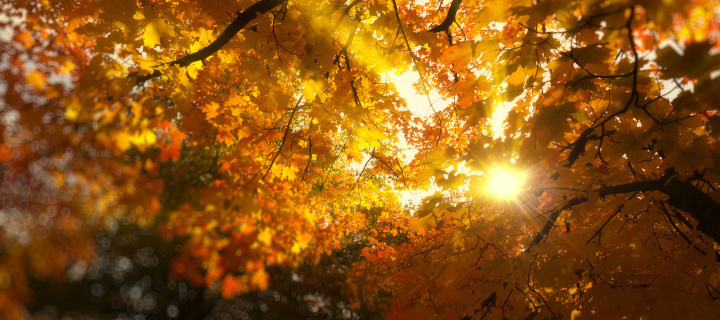 Das Autumn Sunlight and Trees Wallpaper 720x320