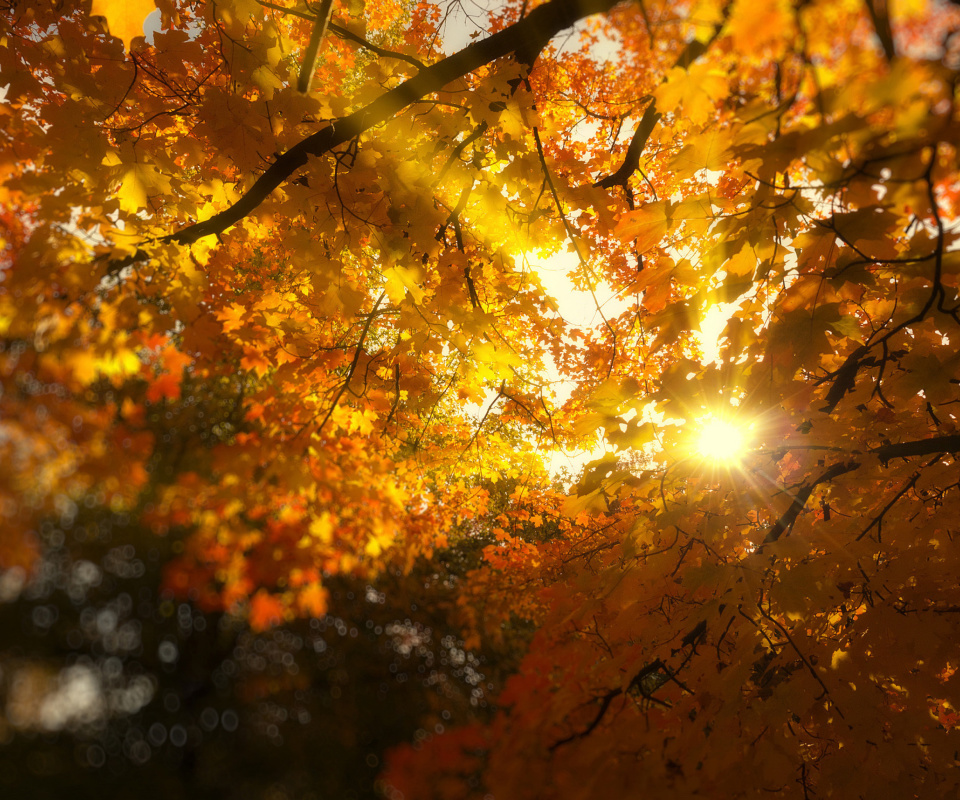 Обои Autumn Sunlight and Trees 960x800