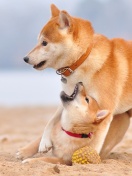 Das Akita Inu on Beach Wallpaper 132x176