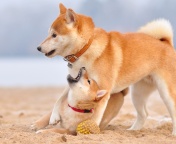 Обои Akita Inu on Beach 176x144