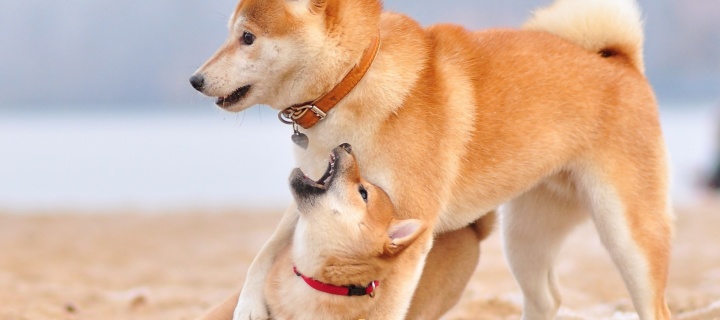 Das Akita Inu on Beach Wallpaper 720x320