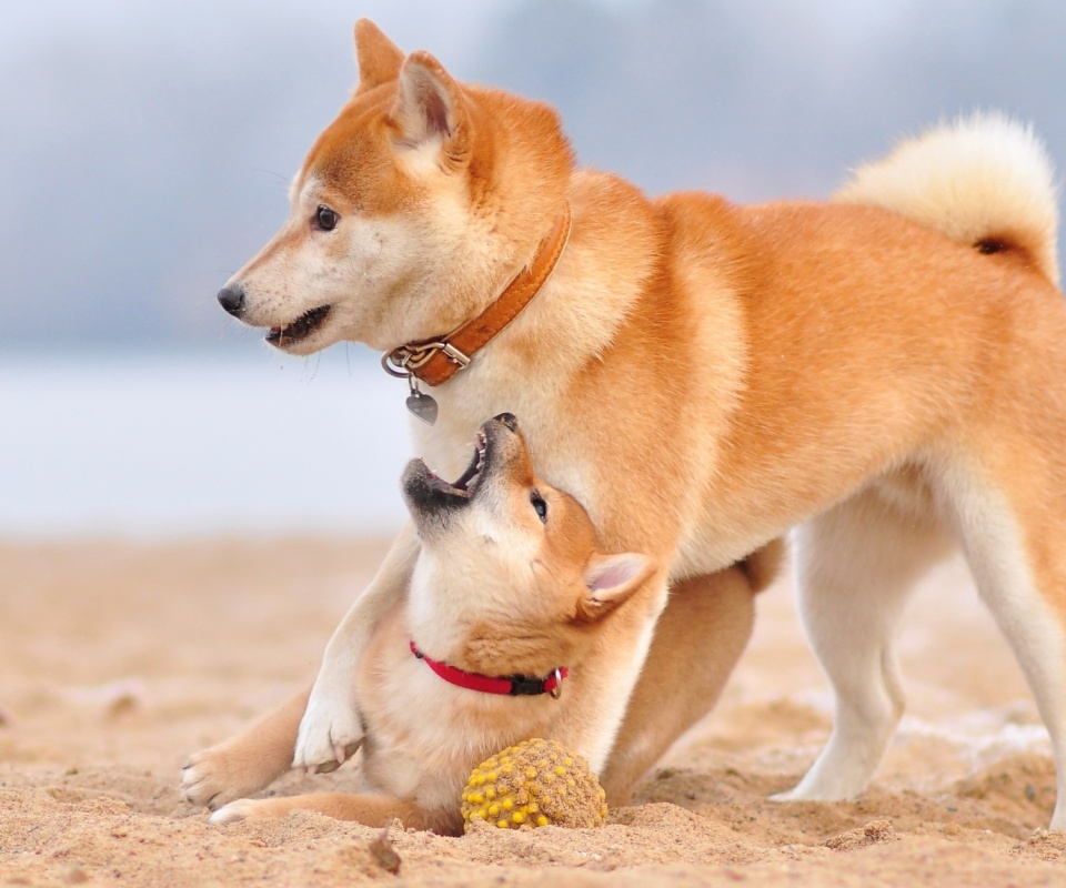 Обои Akita Inu on Beach 960x800