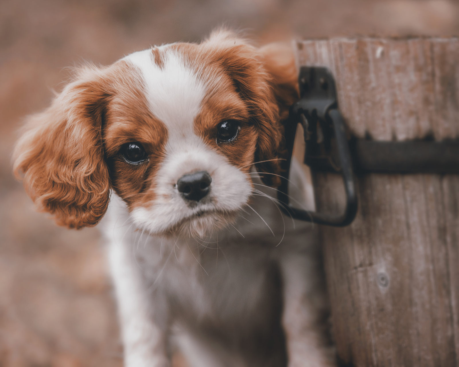 Sfondi Spaniel Puppy 1600x1280