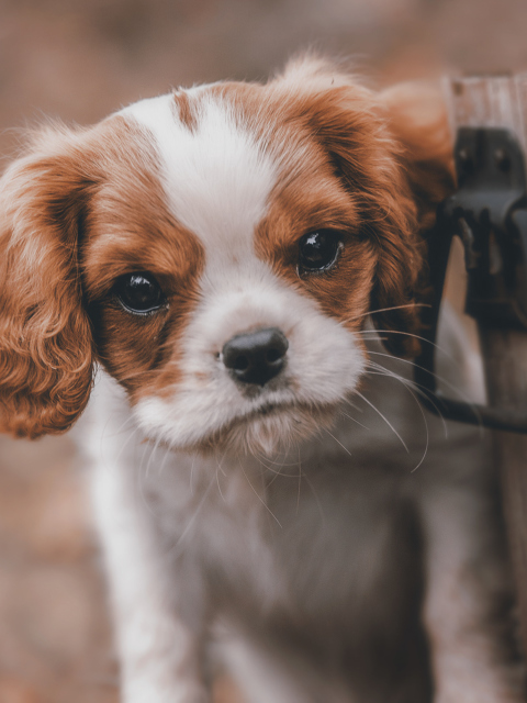 Spaniel Puppy wallpaper 480x640