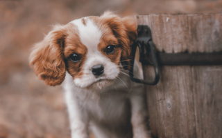 Free Spaniel Puppy Picture for Android, iPhone and iPad