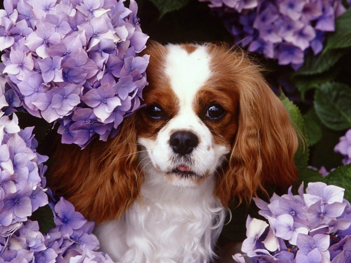 Das Flower Puppy Wallpaper 1152x864