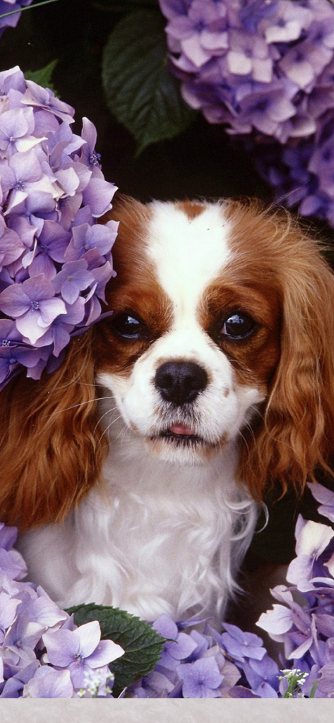 Das Flower Puppy Wallpaper 1170x2532
