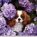 Fondo de pantalla Flower Puppy 128x128