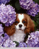 Flower Puppy wallpaper 128x160