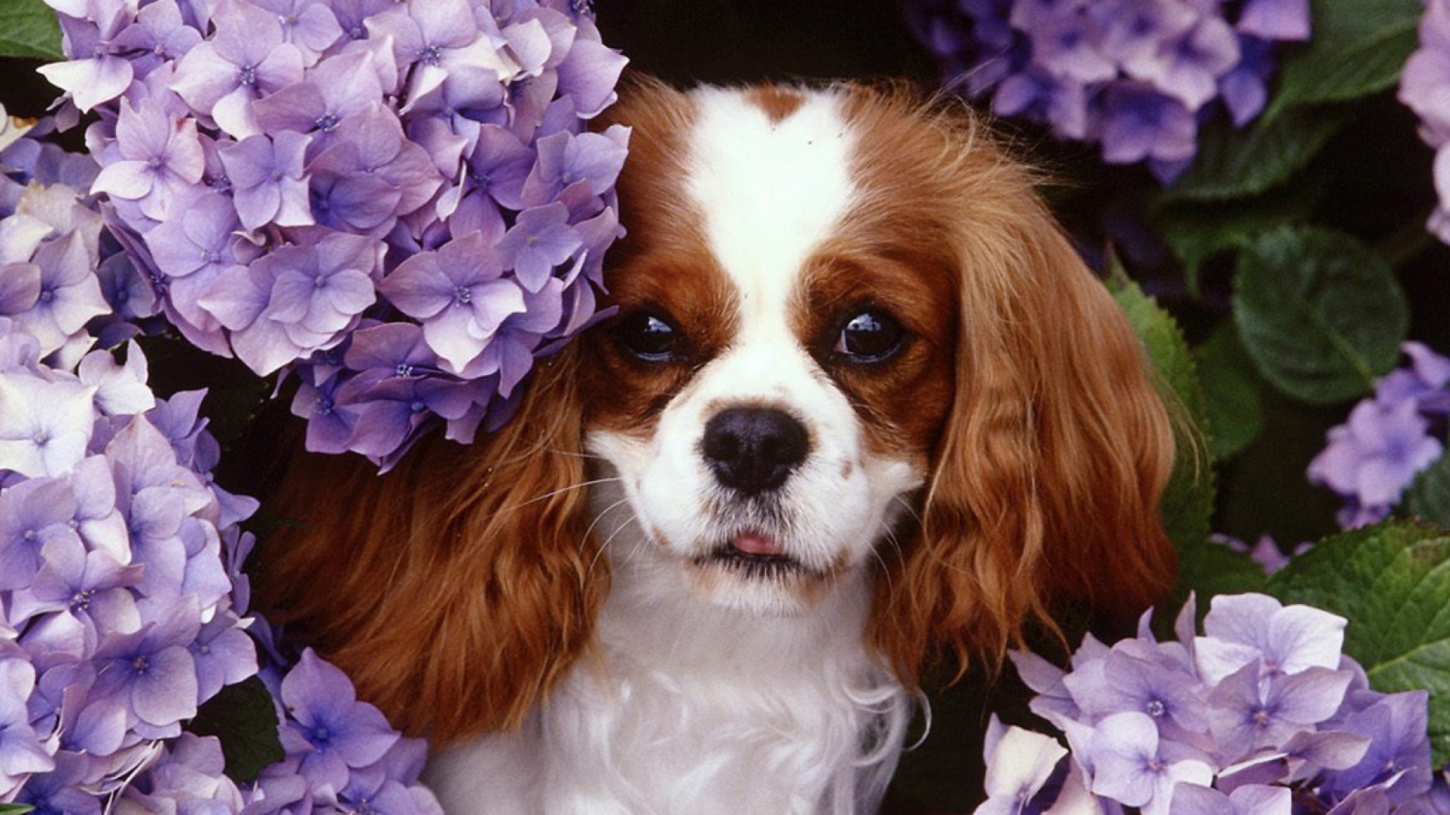 Fondo de pantalla Flower Puppy 1600x900
