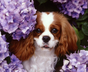 Flower Puppy wallpaper 176x144
