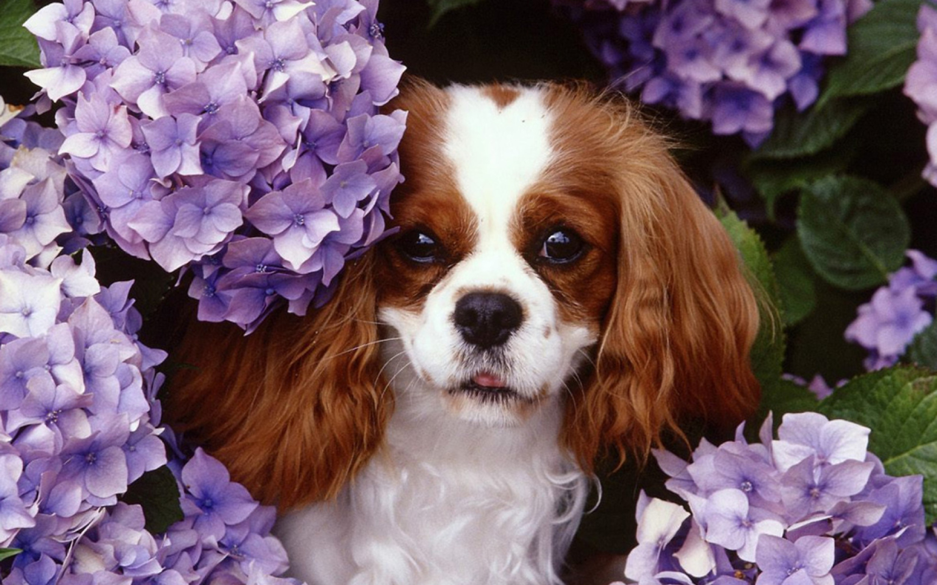 Fondo de pantalla Flower Puppy 1920x1200