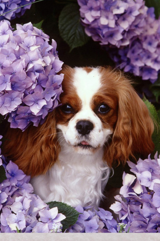 Fondo de pantalla Flower Puppy 320x480