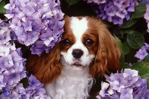 Fondo de pantalla Flower Puppy 480x320