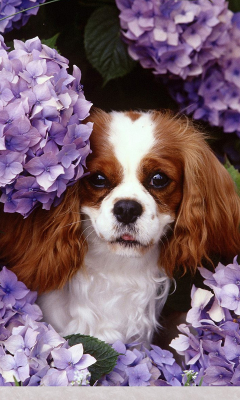 Fondo de pantalla Flower Puppy 480x800