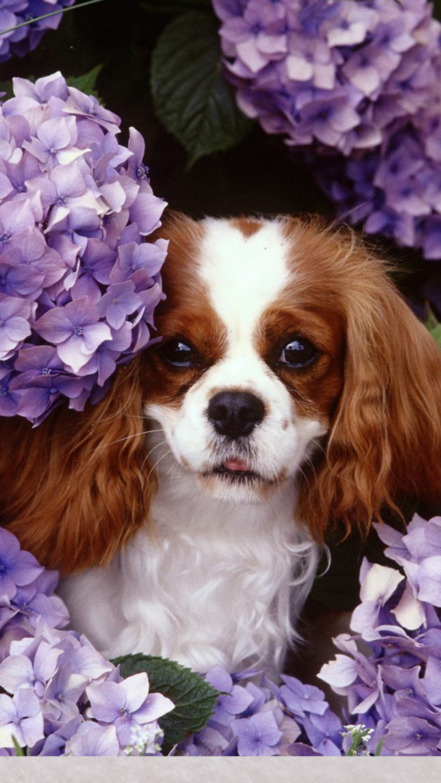 Flower Puppy wallpaper 640x1136