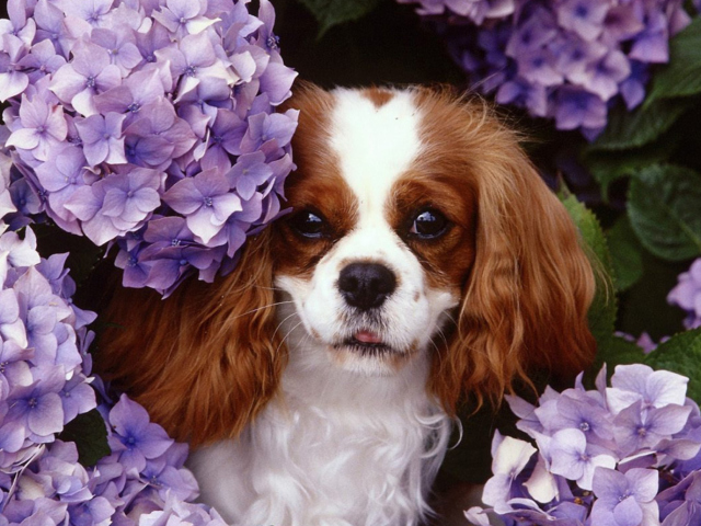 Flower Puppy wallpaper 640x480