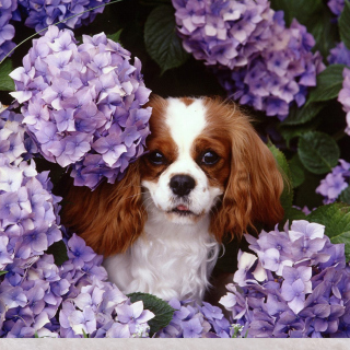Free Flower Puppy Picture for iPad 2