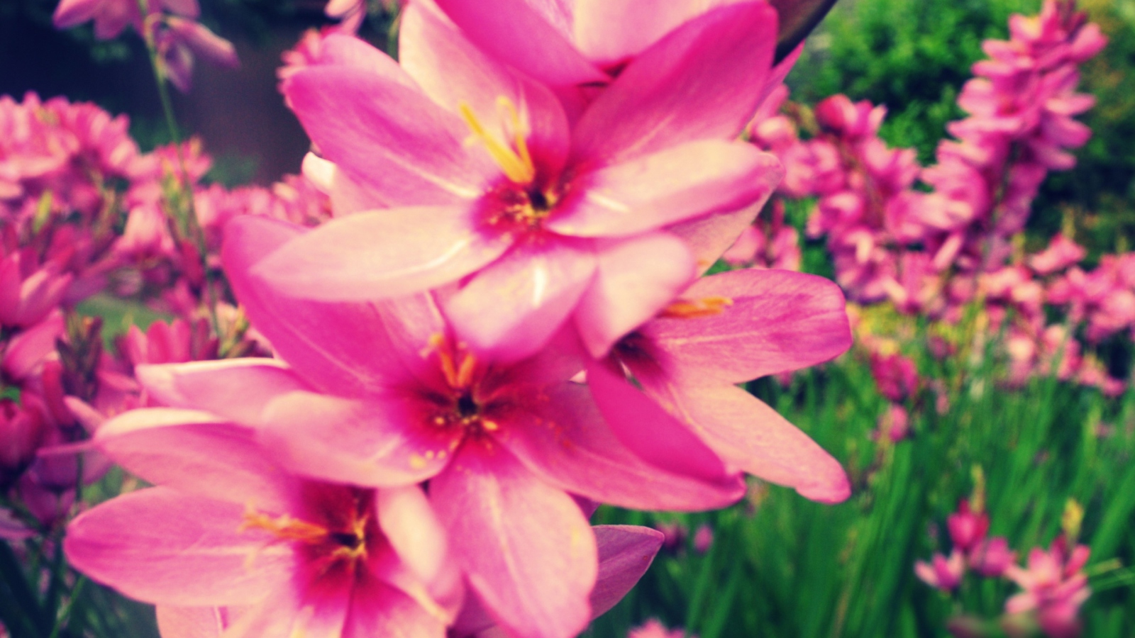 Pink Garden screenshot #1 1600x900
